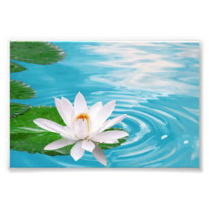 Waterlelie Fotoprint Foto Afdruk