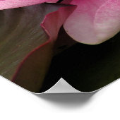 Waterlelie Poster (Hoek)