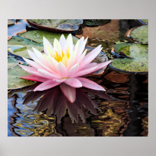 Waterlelie Reflecties Poster