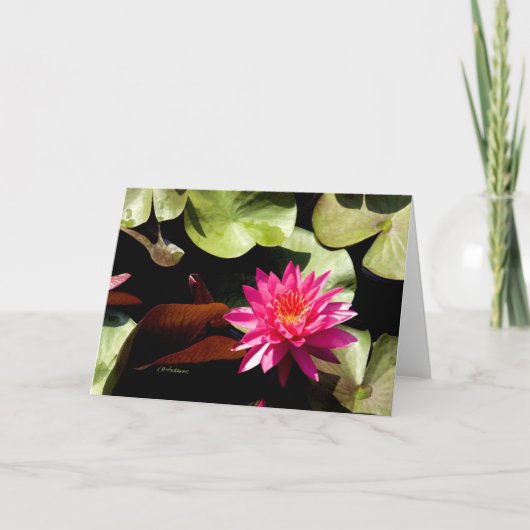 Waterlelie-Roos I Kaart (Voorkant)