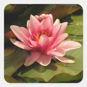 Waterlelie Sticker
