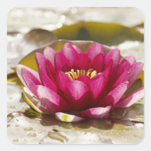 Waterlelie Vierkante Sticker