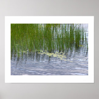 Waterlelieblad Foto Poster