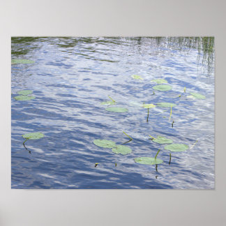 Waterlelieblad Foto Poster