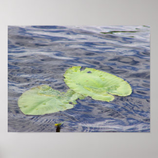 Waterlelieblad Foto Poster