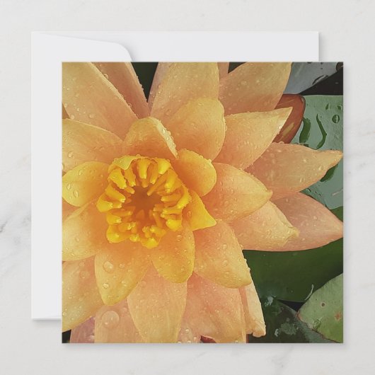 Waterlievelingshart Kaart (Voorkant)