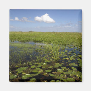 Waterliezen en zaadgras in Florida everglades Magneet
