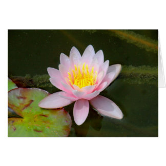 " Waterlilly "