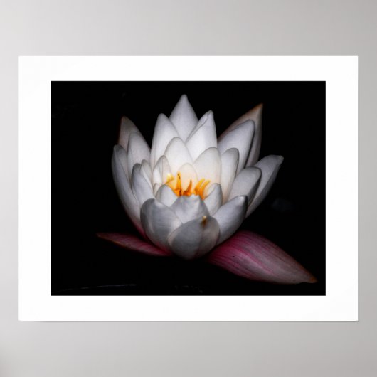 Waterlilly Poster (Voorkant)