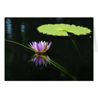 Waterlily 7