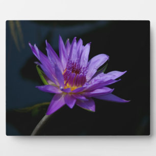 Waterlily Lotus Fotoplaat