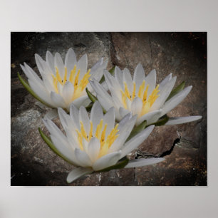 WaterLily Lotus-ventilator op steen Poster