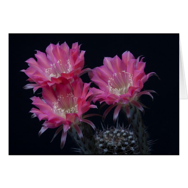 Watermeloen Cactus (Voorkant Horizontaal)