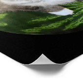 Watermeloen Kat Gekke Kat Meme Poster (Hoek)