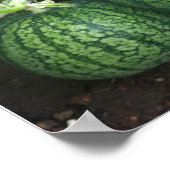 Watermeloen Plant met kleine meloenen in de tuin Poster (Hoek)