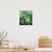 Watermeloen Plant met kleine meloenen in de tuin Poster (Keuken)