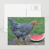 Watermeloen van kippen briefkaart (Voorkant / Achterkant)