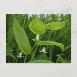 Watermelon Berry Blossom, Unalaska Island Briefkaart