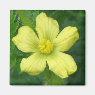 Watermelon Bloom Magneet