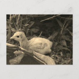 Watersgat - briefkaart