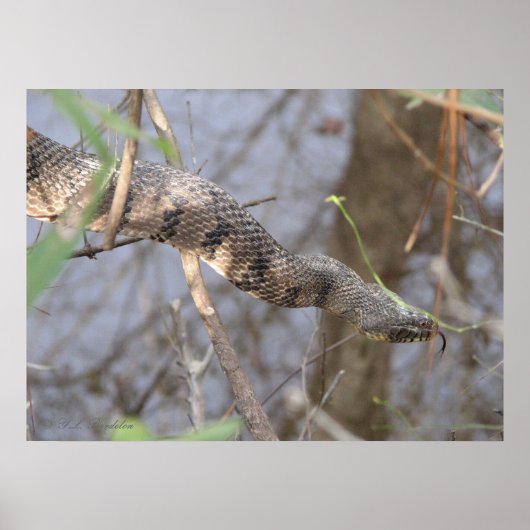 Waterslang Poster (Voorkant)