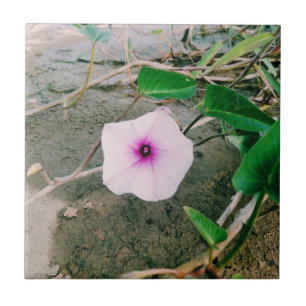 Waterspinazie in de damp tegeltje