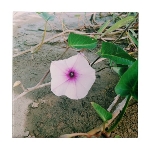 Waterspinazie in de damp tegeltje (Voorkant)