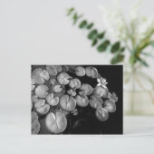 Watertuin, briefkaarten (Staand voorkant)