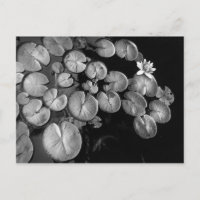 Watertuin, briefkaarten