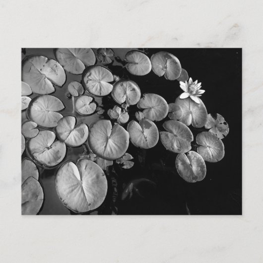 Watertuin, briefkaarten (Voorkant)