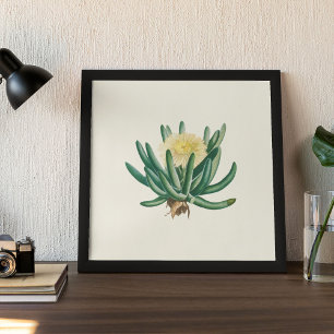 Waterverf Antiek Botanische Cactus Print Poster