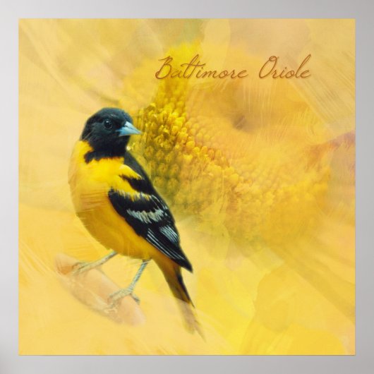 Waterverf Baltimore Oriole Poster (Voorkant)