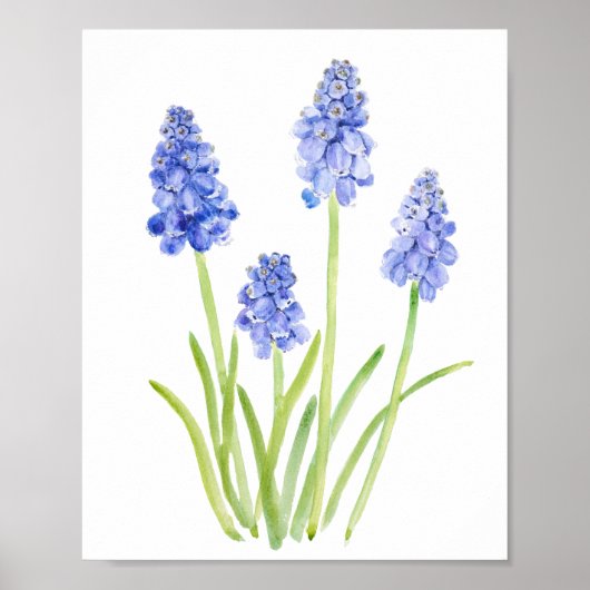 waterverf blauwe druif hyacinth 2023 poster (Voorkant)