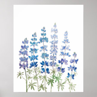 waterverf blauwe en paarse lupine bloemen poster
