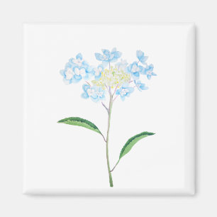 waterverf blauwe hydrangea magneet