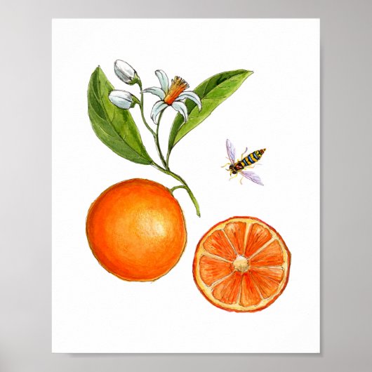 Waterverf botanisch Poster Oranje vruchten (Voorkant)