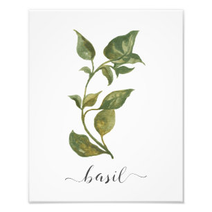 Waterverf Botanische Herb Print Basil Foto Afdruk