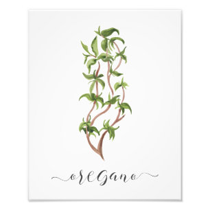 Waterverf Botanische Herb Print Oregano Foto Afdruk