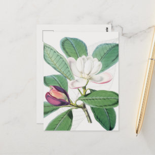 Waterverf Botanische witte Magnolia & groene blade Briefkaart