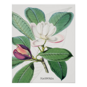 Waterverf Botanische witte Magnolia & groene blade Perfect Poster