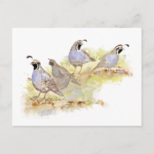 Waterverf California Quail Bird Natuur Art Briefkaart