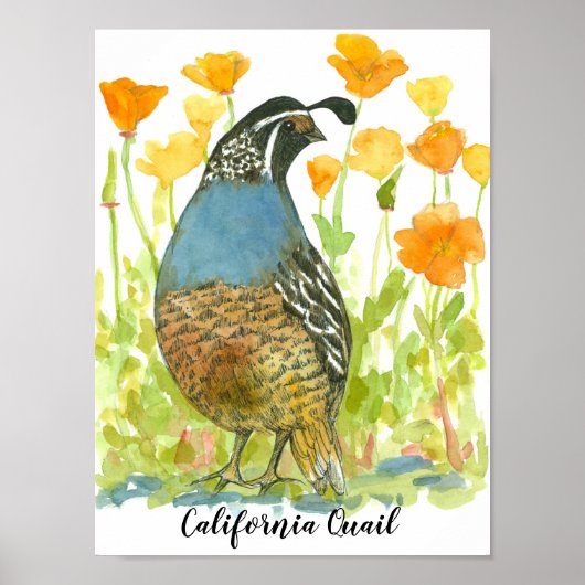 Waterverf California Quail Bird Poster (Voorkant)