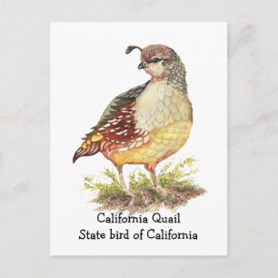 Waterverf Californische Quail State-vogel Briefkaart