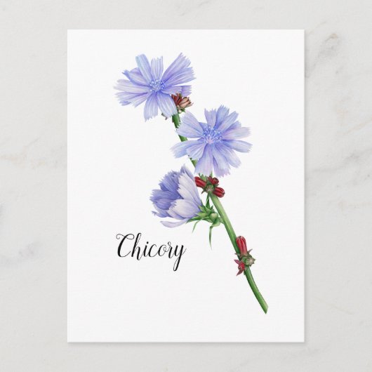 Waterverf Chicory Flowers Briefkaart (Voorkant)