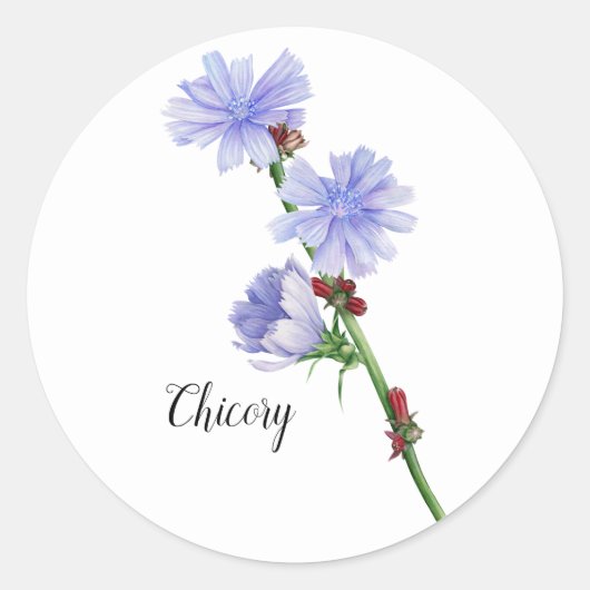 Waterverf Chicory Flowers Ronde Sticker (Voorkant)