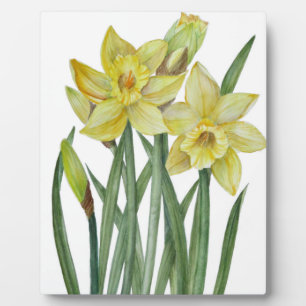 Waterverf Daffodils Flower Portrait Illustratie Fotoplaat