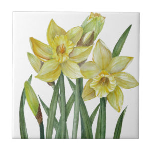 Waterverf Daffodils Flower Portrait Illustratie Tegeltje