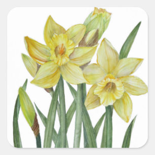 Waterverf Daffodils Flower Portrait Illustratie Vierkante Sticker