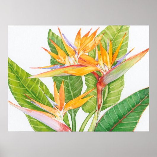 Waterverf exotische bloemen poster (Voorkant)