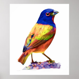 Waterverf gekleurd Bunting Song Bird Poster